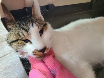 동부유기동물보호협회_426333202400694